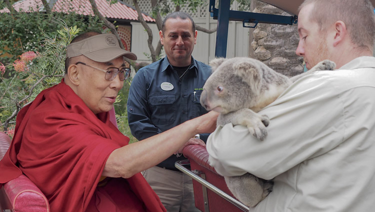Su Santidad el Dalái Lama acariciando a un koala australiano durante su visita al zoológico de San Diego, California, EE.UU., el 18 de junio de 2017. Foto de Jeremy Russell/OHHDL 